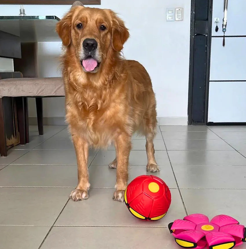 Hond met flippende bal