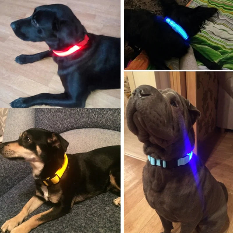 Honden met LED Glow-in-the-Dark halsband