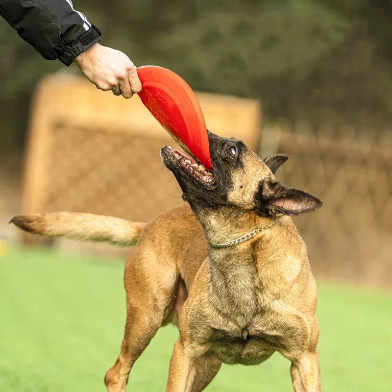 Hond met rubberen frisbee