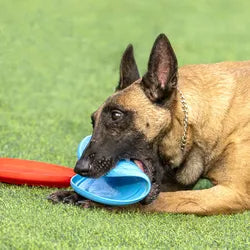 Hond met rubberen frisbee