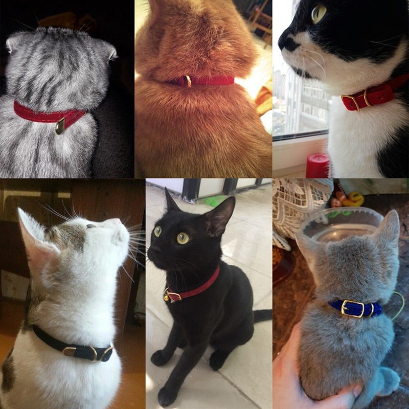 Kleurige halsband voor kleine honden of katten