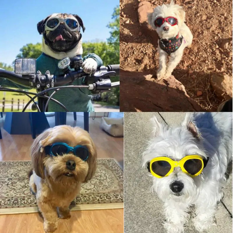Honden met de trendy zonnebril