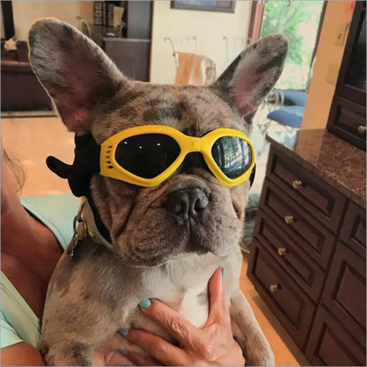 Hond met trendy zonnebril in geel