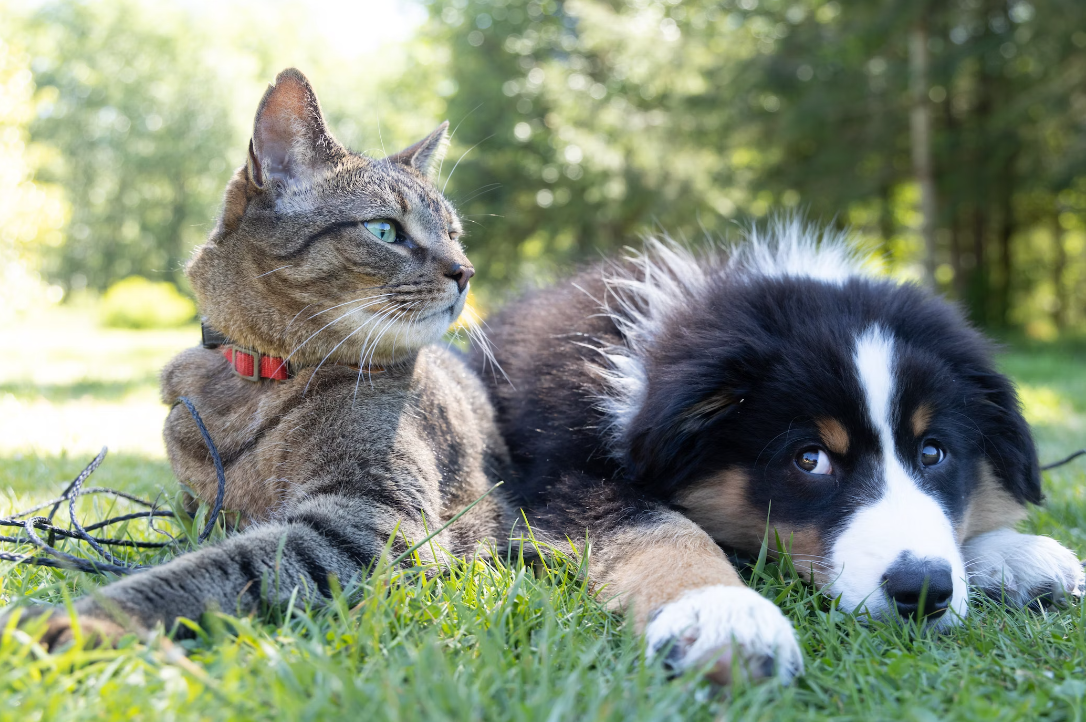 Een schattige hond en kat samen liggend