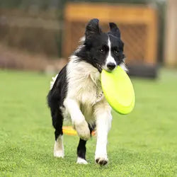 Hond met rubberen frisbee