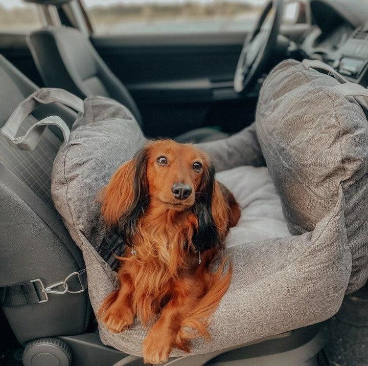 Reismand met hond in auto