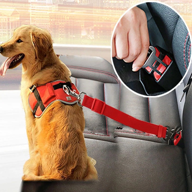 Hond met veiligheidsgordel in auto